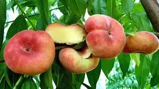 ИНЖИРНЫЙ СОРТ ПЕРСИКА СОЛО!!!  ПЛОСКИЙ ПЕРСИК СОЛО