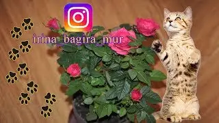 Защита комнатных цветов от кошачьих 🐱 protection of house flowers from cats