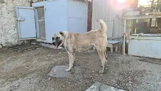 Кēр Жив!
