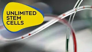 Emulating the heart - Developing blood stem cells to treat cancer