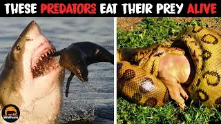 10 Predators That Can Eat Their Prey Alive
