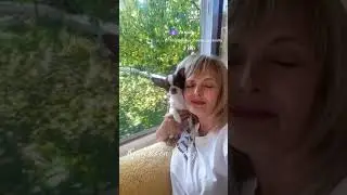 Мальчик чихуахуа.Симферополь Крым,Пит-к Golden Lily,доставку организуем +79788357867 ватсап