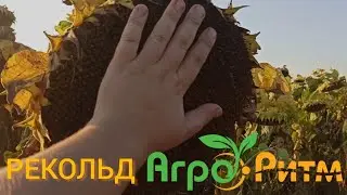 🌻РЕКОЛЬД🌻 від АГРО-РИТМ. 😳Огляд соняшнику 🌻РЕКОЛЬД🌻 від АГРО-РИТМ. @agro_ritm