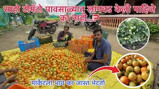 साहो टोमॅटो पावसाळ्यात लागवड करावी का नाही …? / साहो पावसामध्ये येतो का….. / saaho tomato summar