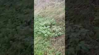 выживание с @catblits