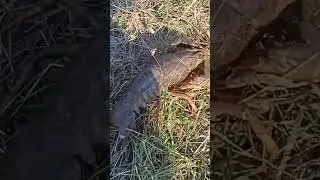 Рак пойман на удочку. #shorts