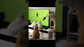 Какие они классные! 😻😸 Только посмотри на этих котиков 🥰😼 
