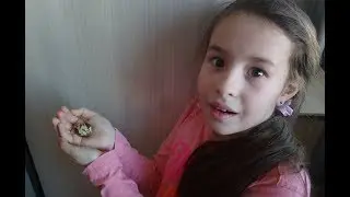 Наклюнулось магазинное яйцо. Часть 4.Инкубация магазинных яиц.