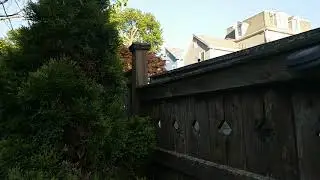 These Bees Are Basically JOUSTING Mid-Air!