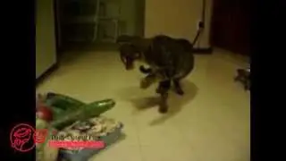 Funny Cat & Cucumber Prank - DDOF