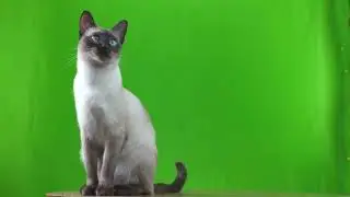 Сиамская кошка на хромакее (Для свободного пользования)