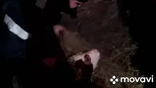 Сложный отел коровы. Крольчатник.