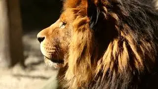 Lion Video Footage - Leo The Lion Video Footage
