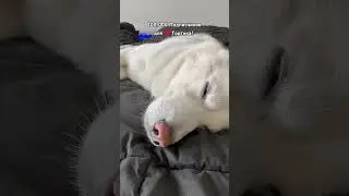 День 35-й🤘Челлендж!😃100,000 Подписчиков для❤️Тортика 