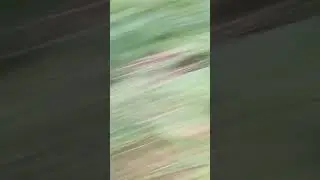 выживание с  @catblits
