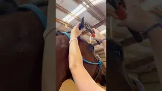 Beginner Vs Experienced Horse Owners! 🐴 