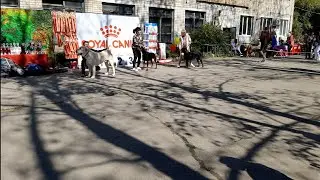 Бугай Алабай. Выставка собак в Благовещенске 19.09.21 рингСАО. Судит Сенашенко Екатерина Васильевна.