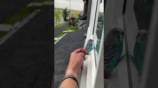 Person is petting a little bird that he found on his windowsill!