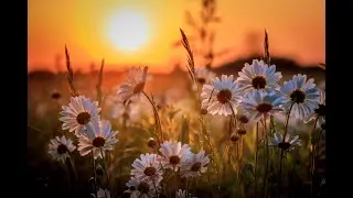 Звездное лето (кавер)