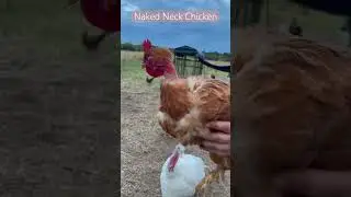 Naked Neck Chicken | Are you interested in keeping this unusual chicken? 