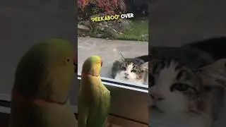 Birds are so smart 😳🤯 