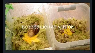 ВОЗВРАЩЕНИЕ УЛИТОК/ сбор скорлупы и хороший ужин