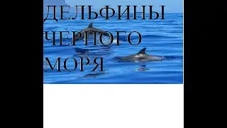 Дельфины Черного моря