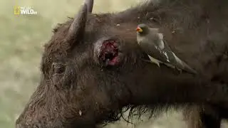 Nat Geo Wild  Хищники Африки молодая кровь NationalGeographic Animalplanet Охота диких зверей