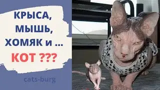 Крыса, Мышь, Хомяк и Кот. Вот прикол.