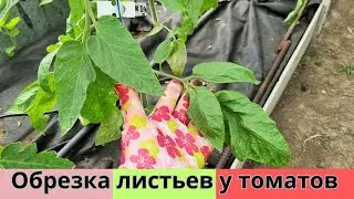Обрезка листьев у томатов - Когда и Сколько резать ✂️ 🌿