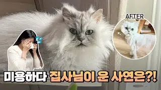 The Cat Grooming Struggles Are Over! Simkong Is Here to Help~