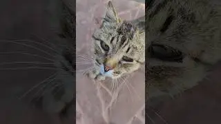 Мяу исполнил четкий "МУР!". Я в долгу не остался! 😸😺🤣#trending #cat #кот #коты #funny #cats #смешно