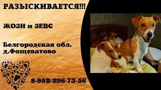 Пропали собаки! ЖОЗИ и ЗЕВС, Белгородская обл., д. Фощеватово