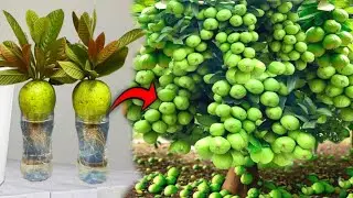 the best method of growing guava from fruit-growing fruits-garden.