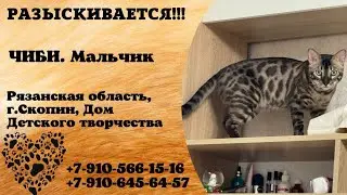 Пропал кот! ЧИБИ. Мальчик. Рязанская обл, г.Скопин