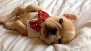 🔴 WATCH LIVE: FUNNIEST PET VIDEOS 24/7 🤣