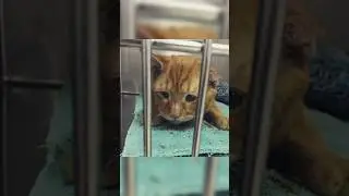самый грустный кот в мире😔 