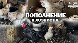 Фавероль лосось и Бентамки декоративные! Небольшое пополнение в курятнике