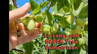 Jujube - three-in-one planting - Li, Lang, and GA866 pre-harvest tree comparison, San Diego Zone 10b