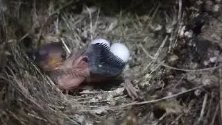 Sarang burung 2 telor satu Anak burung tengah malam di kasi makan