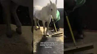 Mom Is Trying To Sweep Bedding But The Horse Refuses To Move!