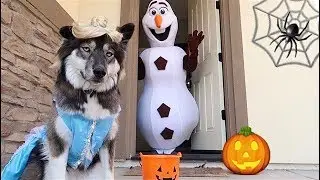 Kakoa's Pretend Play Halloween Trick or Treating!