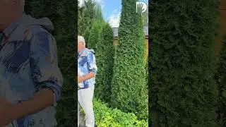 #ландшафтныйдизайн #дача #design #сад #youtubeshorts #обучение