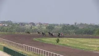 8-й заезд. Квалификация. 11.07.2021. ЖиК орловской породы р.2019 г. 1600 м. Воронежский ипподром