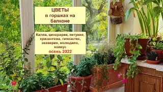 Цветы в горшках на балконе осенью 2022. Калла, цинерация, гиперэстен, молодило, эхеверия, колеус.