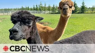 From spitting to the sprinkler: Unpacking the alpaca