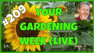 How to Grow Tomatoes (Q&A)