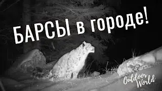 Снежный барс – символ Алматы и Казахстана. «Наедине с природой»