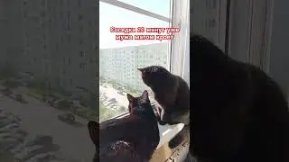 Соседка 20 минут уже...🤣 #cat #прикольнаяозвучка #юмор