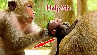 Deep hurt.Dolly plucked Daniela's head back by no reason | Daniela cried loudly and very pain full